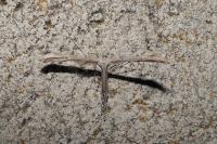 Emmelina monodactyla