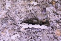 Ethmia bipunctella