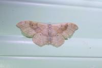 Idaea degeneraria