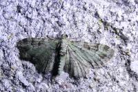 Pasiphila rectangulata