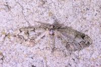 Cleorodes lichenaria
