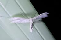 Pterophorus pentadactylus
