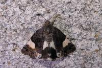 Tyta luctuosa