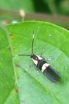Dasycera oliviella