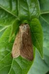 Mythimna vitellina