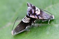 Grapholita compositella