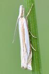 Crambus pascuella