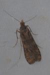 Nomophila noctuella