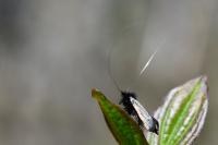 Adela reaumurella