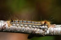 Euthrix potatoria