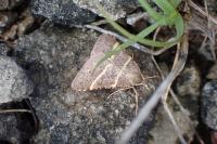 Perigune narbonea
