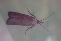 Hypochalcia ahenella