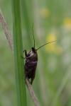 Hypochalcia ahenella