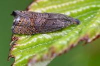 Dichrorampha plumbana