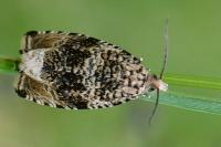 Celypha lacunana