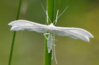 Pterophorus pentadactylus