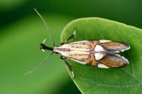 Alabonia geoffrella