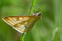 Sitochroa verticalis