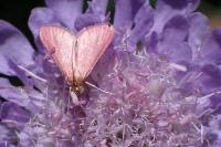 Pyrausta inornatalis