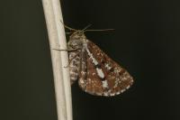 Bupalus piniaria