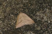 Petrophora chlorosata