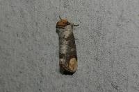 Phalera bucephala