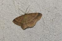 Scopula rubiginata