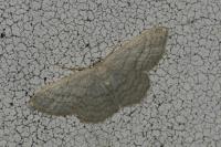 Idaea subsericeata