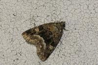 Deltote pygarga
