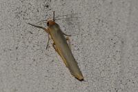 Manulea complana