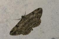 Peribatodes rhomboidaria
