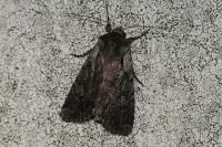 Violaphotia molothina