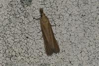 Anerastia lotella