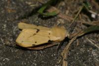 Spilarctia lutea