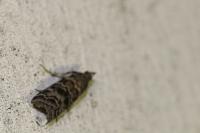 Dioryctria abietella