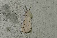 Spilosoma lubricipeda