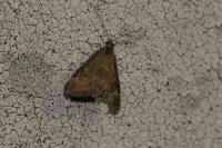 Pyrausta despicata
