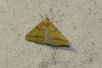 Aspitates ochrearia
