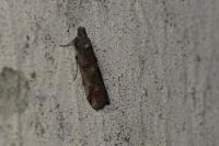 Pempelia palumbella