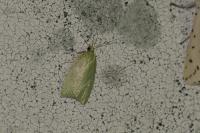 Tortrix viridana