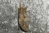 Peridea anceps