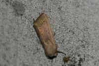 Mythimna sicula