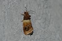 Epinotia festivana