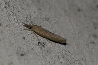 Agriphila geniculea