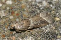 Nyctegretis lineana