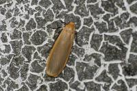 Katha depressa