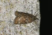Nycteola