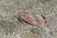Dendrolimus pini