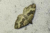 Epirrhoe alternata