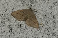 Scotopteryx luridata / Scotopteryx mucronata
